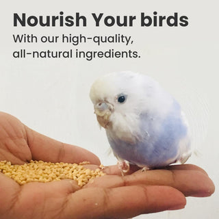 BRANDSFINITY Plain Bird Food for Small Birds - Premium White Millets for Budgies, Finches, Canaries, Cockatiels, Hookbills, Doves, Quail, and Sparrows - 400g