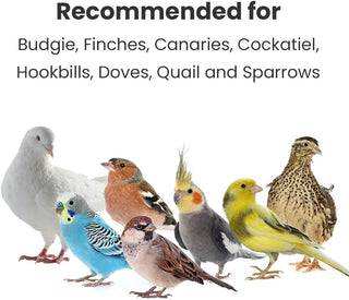 BRANDSFINITY Plain Bird Food for Small Birds - Premium White Millets for Budgies, Finches, Canaries, Cockatiels, Hookbills, Doves, Quail, and Sparrows - 400g