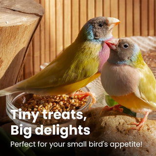 BRANDSFINITY Plain Bird Food for Small Birds - Premium White Millets for Budgies, Finches, Canaries, Cockatiels, Hookbills, Doves, Quail, and Sparrows - 400g