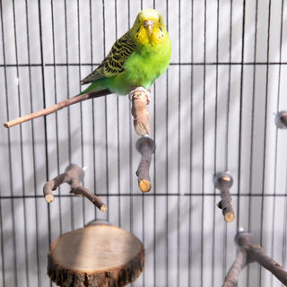 xiangxiang 8 PCS Natural Wood Bird Perch Stand-Wooden Parrot Perch Stand-Perch Platform Cage Accessories for Parrotlets Budgies Cockatiels Parakeets Lovebirds