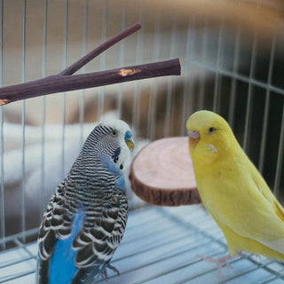 xiangxiang 8 PCS Natural Wood Bird Perch Stand-Wooden Parrot Perch Stand-Perch Platform Cage Accessories for Parrotlets Budgies Cockatiels Parakeets Lovebirds