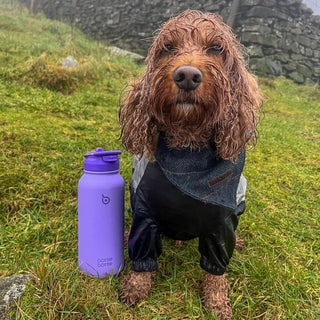 bottlebottle BOTTLE BOTTLE 32oz Insulated Water Bottle Stainless Steel Sport Water Bottle with Straw Dual-use Lid Design for Gym with Pill Box (green)